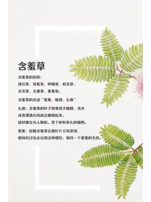 草草影院发布页的相关介绍