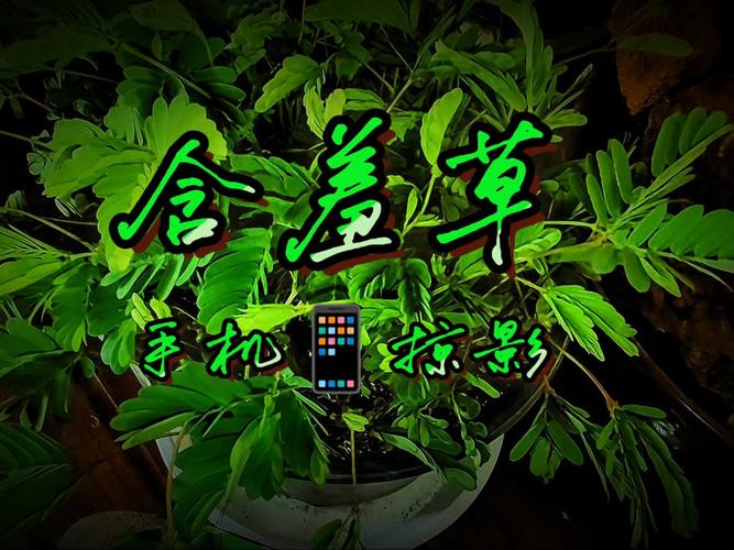 第二影院的相关介绍